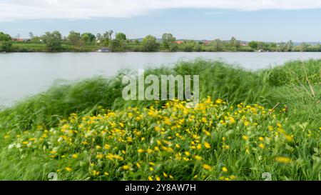 Gras in Bewegung verschwimmt durch starken Wind am Ufer, windiger Tag Stockfoto