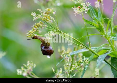 Schnecke auf Blume nach Regen Nahaufnahme Stockfoto