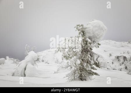Landschaft mit winterlich schneebedeckten Bäumen. Karelien. Russland Stockfoto