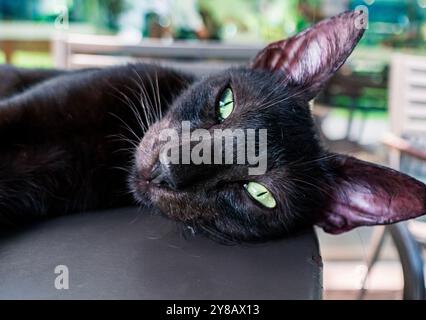 Aus nächster Nähe sehen Sie eine schwarze Katze, die bequem mit auffälligen grünen Augen in einer sonnigen Umgebung im Freien liegt Stockfoto