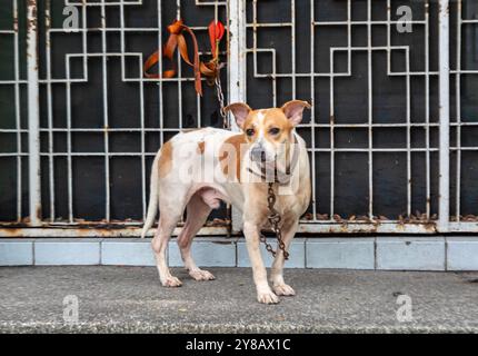 Ein schmutziger Hund an einer Kette im Freien tagsüber Stockfoto