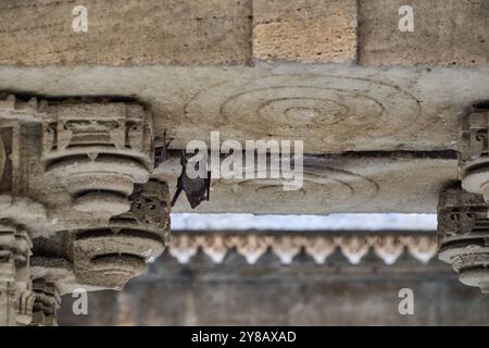 In der Mitte des historischen Adalaj Steppbrunnen bei Ahmedabad. Wunderschöne Dekoration des nationalen Erbes. Stockfoto