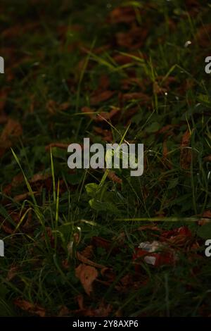 Gefallene braune Blätter eines Kastanienbaums auf grünem Gras. Herbstlaub liegen im Park und ein Stück Müll in der Nähe. Stockfoto