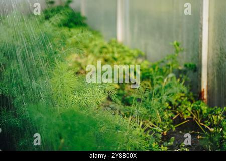 Landwirt gießt Dill-grüne Kräuter im Garten im Freien. Das Konzept der gesunden Ernährung von selbst angebautem Grüngemüse. Saisonales Landhaus Kernleben Stockfoto