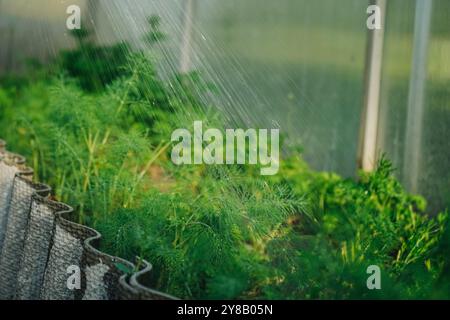 Sprüher bewässert Betten. Landwirt gießt Dill-grüne Kräuter im Garten im Freien. Das Konzept der gesunden Ernährung von selbst angebautem Grüngemüse. Saisonal Stockfoto