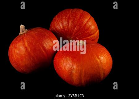 Dieser leuchtend orange Kürbis besticht durch seine glatte Haut und seine abgerundete Form, ideal für Halloween-Dekorationen und Thanksgiving-Gerichte. Stockfoto