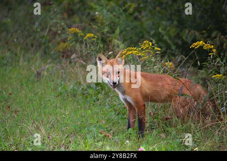 Rotfuchs hält für ein Porträt auf einer wilden Blumenwiese an Stockfoto