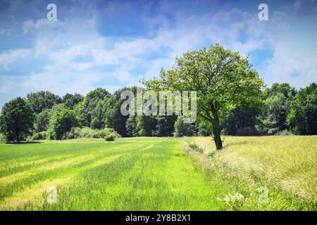 Naturschutzgebiet Kirchwerder Wiesen in Hamburg, Deutschland, Naturschutzgebiet Kirchwerder Wiesen in Hamburg Stockfoto