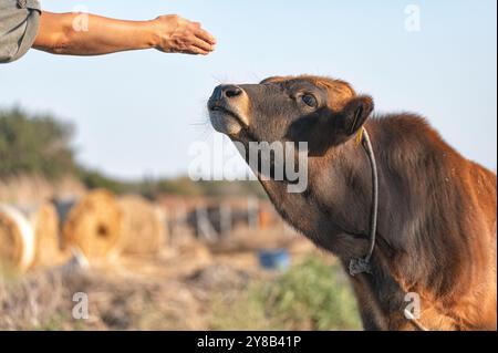 Zypriotische Rinderzucht wartet auf eine Belohnung vom Bauern auf einem Feld Stockfoto