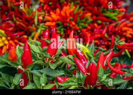 Ein Haufen farbenfroher Chili-Paprika auf dem Markt der Rialto-Brücke in Venedig. Garbe aus bunten Chilischoten. Konzept des Marktes für frische Bio-Lebensmittel. Stockfoto