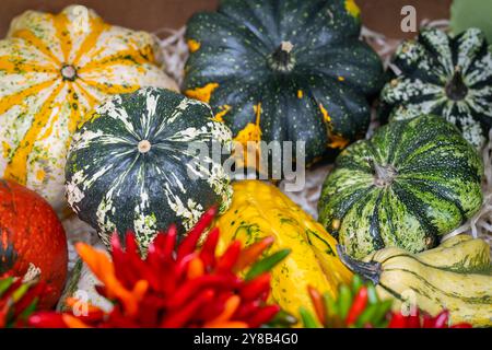 Viele bunte Kürbisse verschiedener Sorten. Gemüse der Saison im Herbst auf dem Rialto-Markt in Venedig. Hintergrundhintergrund für Design. Stockfoto