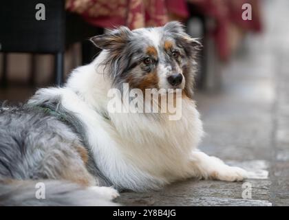 Porträt des blauen merle Australian Shepherd Hundes. Australian Shepherd Dog liegt auf dem Bürgersteig im Straßencafé in Venedig. Stockfoto