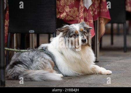 Porträt des blauen merle Australian Shepherd Hundes. Australian Shepherd Dog liegt auf dem Bürgersteig im Straßencafé in Venedig. Stockfoto