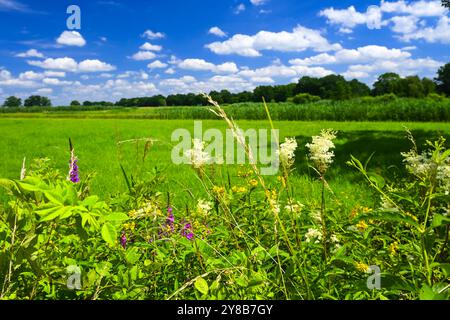 Naturschutzgebiet Kirchwerder Wiesen in Hamburg, Deutschland, Naturschutzgebiet Kirchwerder Wiesen in Hamburg Stockfoto