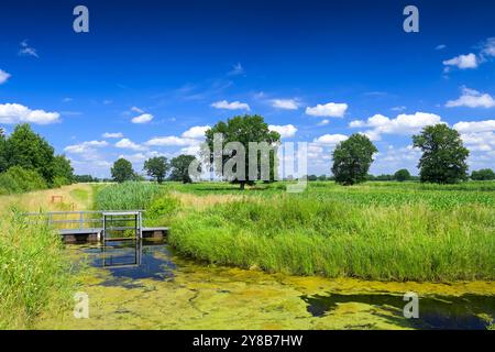 Naturschutzgebiet Kirchwerder Wiesen in Hamburg, Deutschland, Naturschutzgebiet Kirchwerder Wiesen in Hamburg Stockfoto