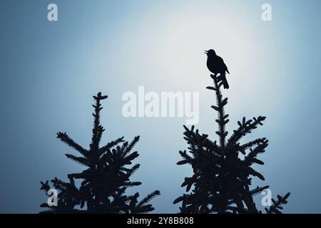 Schwarzvogel, Turdus merula, singend auf einer Tannenspitze in Scharbeutz, Schleswig-Holstein, Deutschland, Amsel, singt auf einer Tannenspitze in Scharbeutz, Deu Stockfoto