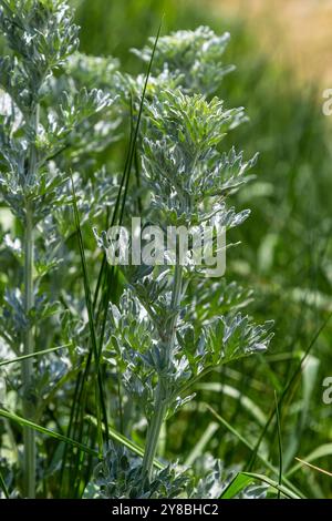 Silbergrüner Wermut hinterlässt Hintergrund. Artemisia absinthium, Absinth-Wermut-Pflanze im Kräuterküchengarten, Nahaufnahme, Makro. Stockfoto