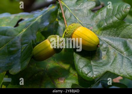 Eichenzweig mit grünen Blättern und Eicheln an einem sonnigen Tag. Eiche im Sommer. Unscharfer Blatthintergrund. Nahaufnahme. Stockfoto