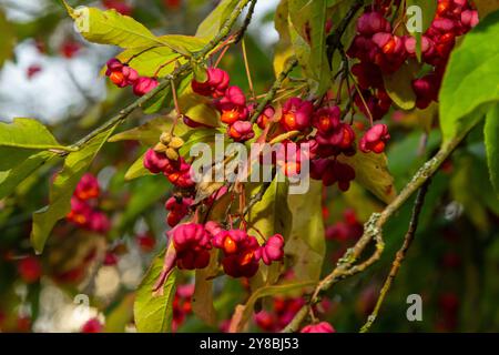 Euonymus europaeus european Common Spindle Capsulular reifende Herbstfrüchte, rot bis violett oder rosa mit Orangensamen, bunten Herbstblättern. Stockfoto