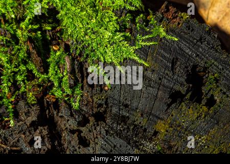 Kostbare Wassertropfen aus dem Morgentau, die eine isolierte Pflanze von Ceratodon purpureus bedecken, die auf dem Felsen wächst, lila Moos, verbrannter Boden Stockfoto