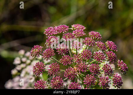 Rosa Blüten von Greater burnet oder Pimpinella Major. Stockfoto