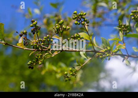 Wilde, gemeine oder europäische Ligustrum vulgare Früchte und Beeren auf natürlichem grünem Hintergrund. Stockfoto