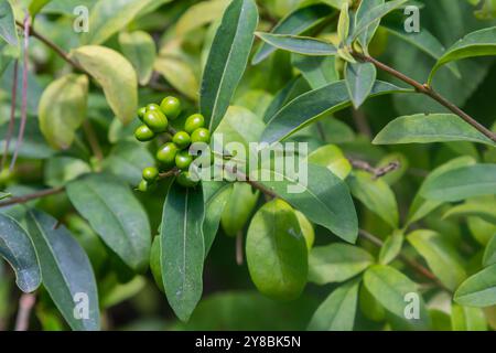 Wilde, gemeine oder europäische Ligustrum vulgare Früchte und Beeren auf natürlichem grünem Hintergrund. Stockfoto