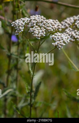 Gemeinsame Schafgarbe achillea millefolium mit Fliege Tachina fera. Stockfoto