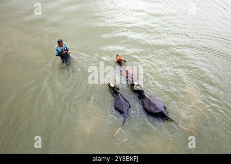 Nalitabari, Sherpur, Bangladesch. Oktober 2024. Ein Bauer badet seine Kühe im Bhogai-Fluss von Nalitabari Upazila im Sherpur-Bezirk. Die Landwirte in ländlichen Gebieten haben Kühe für die Milcherzeugung, den Verkauf und die Bodenbearbeitung aufgezogen. (Kreditbild: © Syed Mahabubul Kader/ZUMA Press Wire) NUR REDAKTIONELLE VERWENDUNG! Nicht für kommerzielle ZWECKE! Stockfoto