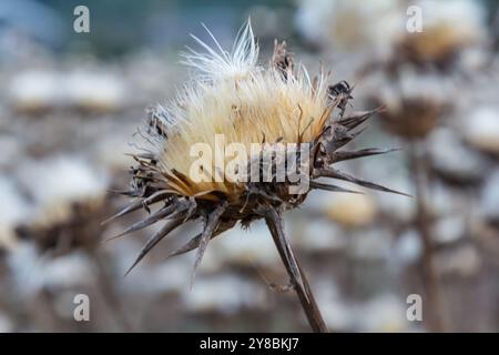 Mariendistel Samenkopf - lateinischer Name - Silybum marianum. Stockfoto