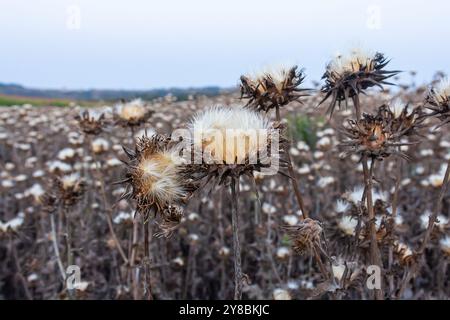 Mariendistel Samenkopf - lateinischer Name - Silybum marianum. Stockfoto
