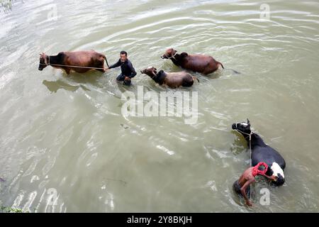 Nalitabari, Sherpur, Bangladesch. Oktober 2024. Ein Bauer badet seine Kühe im Bhogai-Fluss von Nalitabari Upazila im Sherpur-Bezirk. Die Landwirte in ländlichen Gebieten haben Kühe für die Milcherzeugung, den Verkauf und die Bodenbearbeitung aufgezogen. (Kreditbild: © Syed Mahabubul Kader/ZUMA Press Wire) NUR REDAKTIONELLE VERWENDUNG! Nicht für kommerzielle ZWECKE! Stockfoto