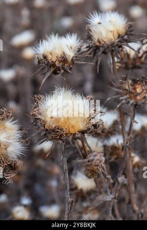 Mariendistel Samenkopf - lateinischer Name - Silybum marianum. Stockfoto