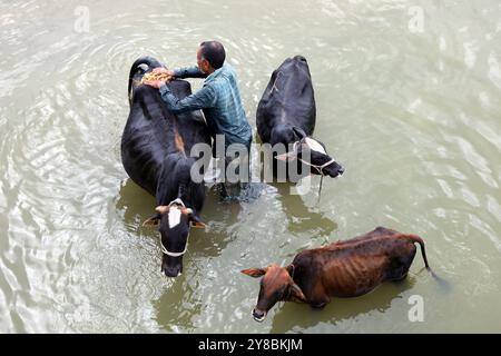 Nalitabari, Sherpur, Bangladesch. Oktober 2024. Ein Bauer badet seine Kühe im Bhogai-Fluss von Nalitabari Upazila im Sherpur-Bezirk. Die Landwirte in ländlichen Gebieten haben Kühe für die Milcherzeugung, den Verkauf und die Bodenbearbeitung aufgezogen. (Kreditbild: © Syed Mahabubul Kader/ZUMA Press Wire) NUR REDAKTIONELLE VERWENDUNG! Nicht für kommerzielle ZWECKE! Stockfoto