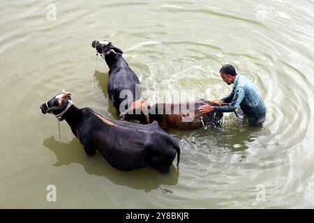 Nalitabari, Sherpur, Bangladesch. Oktober 2024. Ein Bauer badet seine Kühe im Bhogai-Fluss von Nalitabari Upazila im Sherpur-Bezirk. Die Landwirte in ländlichen Gebieten haben Kühe für die Milcherzeugung, den Verkauf und die Bodenbearbeitung aufgezogen. (Kreditbild: © Syed Mahabubul Kader/ZUMA Press Wire) NUR REDAKTIONELLE VERWENDUNG! Nicht für kommerzielle ZWECKE! Stockfoto