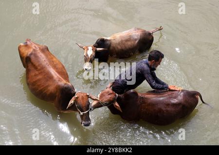 Nalitabari, Sherpur, Bangladesch. Oktober 2024. Ein Bauer badet seine Kühe im Bhogai-Fluss von Nalitabari Upazila im Sherpur-Bezirk. Die Landwirte in ländlichen Gebieten haben Kühe für die Milcherzeugung, den Verkauf und die Bodenbearbeitung aufgezogen. (Kreditbild: © Syed Mahabubul Kader/ZUMA Press Wire) NUR REDAKTIONELLE VERWENDUNG! Nicht für kommerzielle ZWECKE! Stockfoto