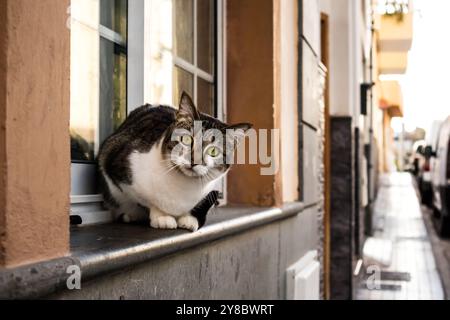 Bild einer Katze mit weisser Brust Fell und grüne Augen auf der Fensterbank sitzen und gerade mit Blick auf die Kamera. Selektive konzentrieren. Stockfoto