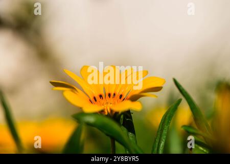 Gazania Blume oder afrikanische Gänseblümchen in einem Garten Stockfoto