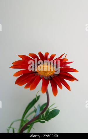 Buntes Gazania Vertical, Gazania mit roten, orangen und braunen Blüten, gelben Staubblättern und grünen Blättern, Blumenkopf Makro, blühende Blume, Schönheit Stockfoto