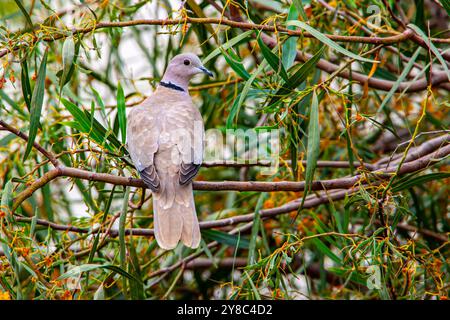 Eurasische Taube mit Kragen auf einem Baum Stockfoto