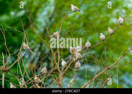Eine Herde Eurasischer Taube mit Kragen, die auf einem Baum thront Stockfoto