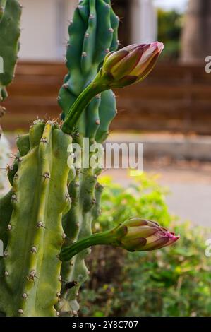 Nahaufnahme des nächtlichen Cereus jamacaru Mandacaru Kaktus Stockfoto