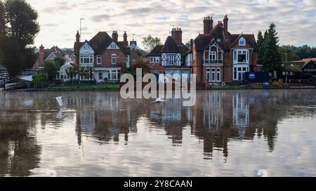 Marlow UK 4. Oktober - Schwäne im Nebel auf der Themse in Marlow, Buckinghamshire bei willkommenem, trockenem, sonnigem Wetter : Credit Simon Dack / Alamy Live News Stockfoto