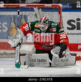 Strauss Mann (Torwart, Augsburger Panther, #38) sichert einen Puck. GER, Augsburger Panther gegen Iserlohn Roosters, Eishockey, DEL, 5. Spieltag, Saison 2024/2025, 02.10.2024. Foto: Eibner-Pressefoto/Heiko Feiner Stockfoto