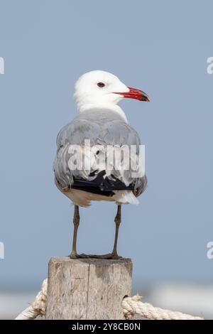 Audouins Möwe, Larus audouinii, auf einem Holzpfosten, Ebro Delta, Katalonien, Spanien Stockfoto