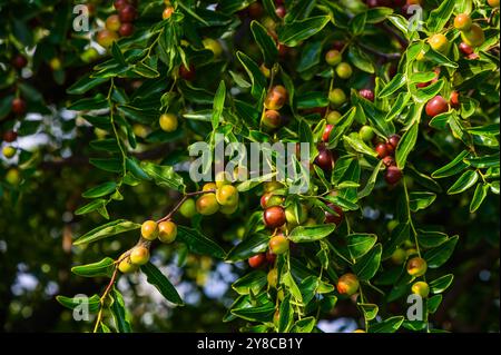 Jujube oder ber oder Beere Ziziphus mauritiana . reifen Jujube grüne Früchte in Blättern des Baumes Stockfoto