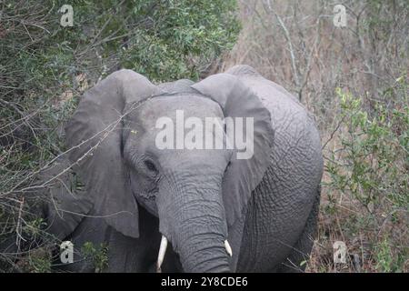 Der afrikanische Buschelefant Loxodonta africana, auch bekannt als afrikanischer Savannenelefant. Kruger Park Big Five Safari Stockfoto