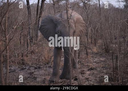 Der afrikanische Buschelefant Loxodonta africana, auch bekannt als afrikanischer Savannenelefant. Kruger Park Big Five Safari Stockfoto