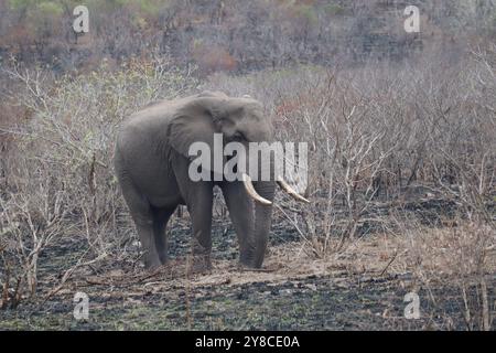 Der afrikanische Buschelefant Loxodonta africana, auch bekannt als afrikanischer Savannenelefant. Kruger Park Big Five Safari Stockfoto