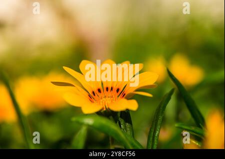 Gazania ist eine Gattung blühender Pflanzen Stockfoto